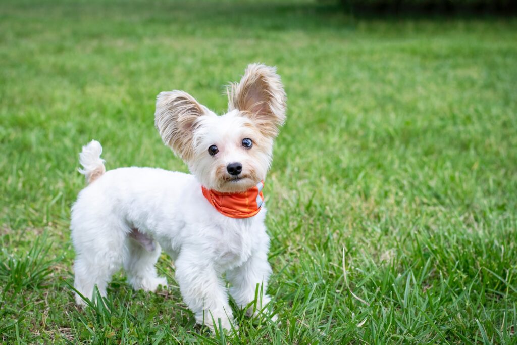 razas de perros pequeños