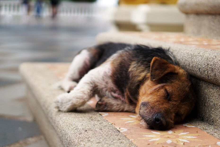 medicamento para sarna en perros