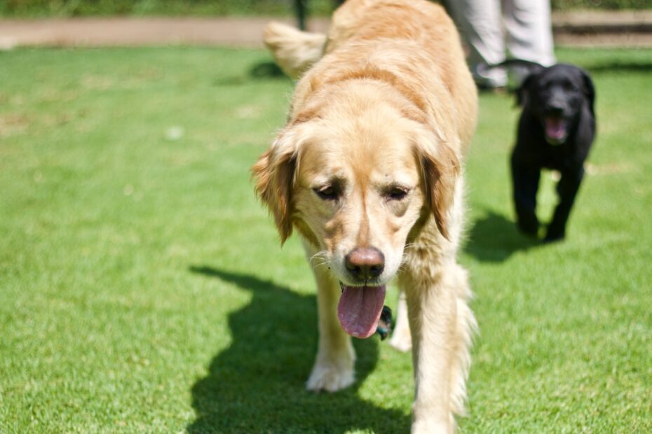 golpe de calor en perros