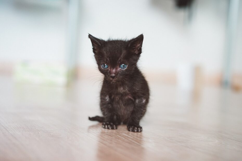 como nacen los gatos respuesta para niños