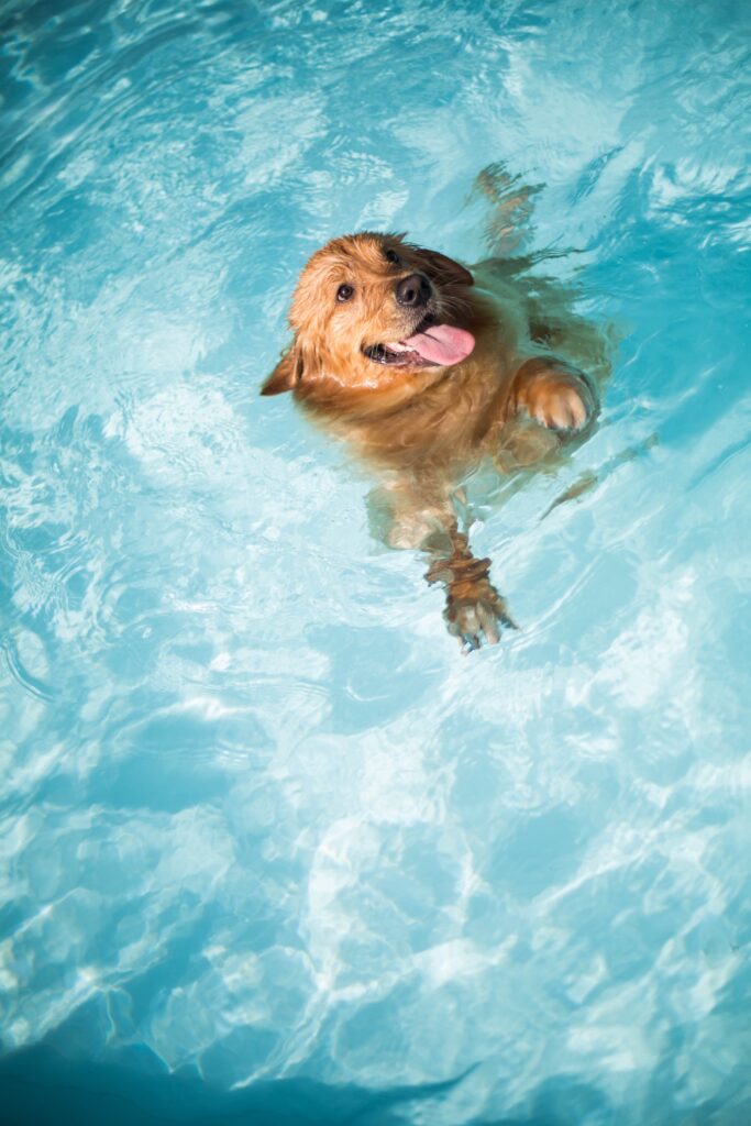 piscina para perros