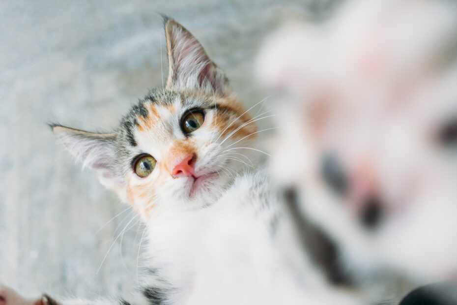 gimnasio para gatos