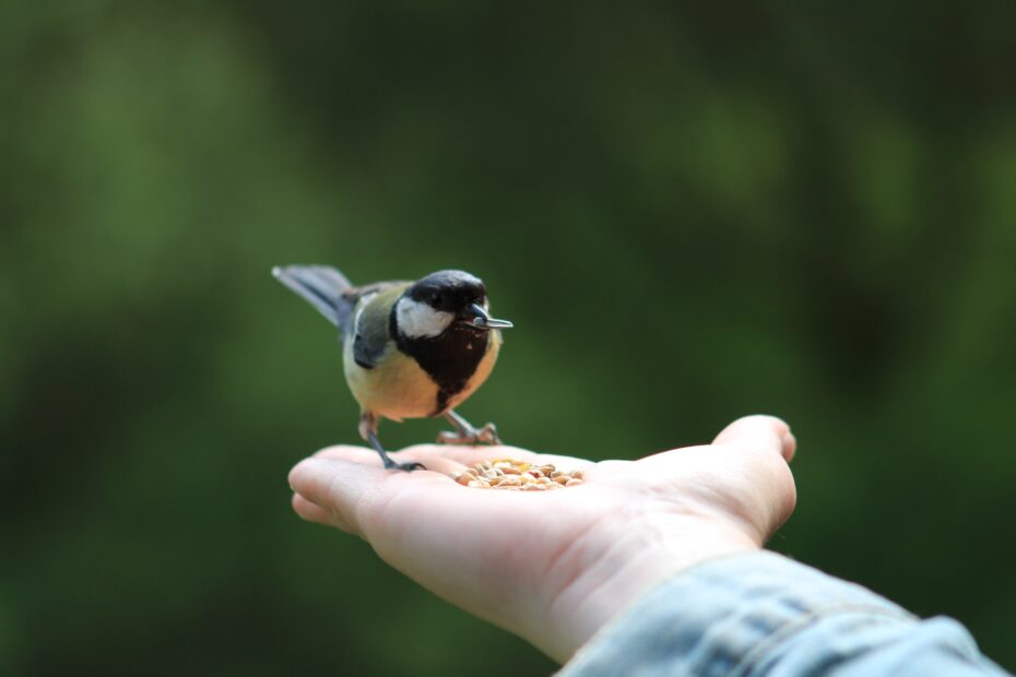 que comen los pajaros