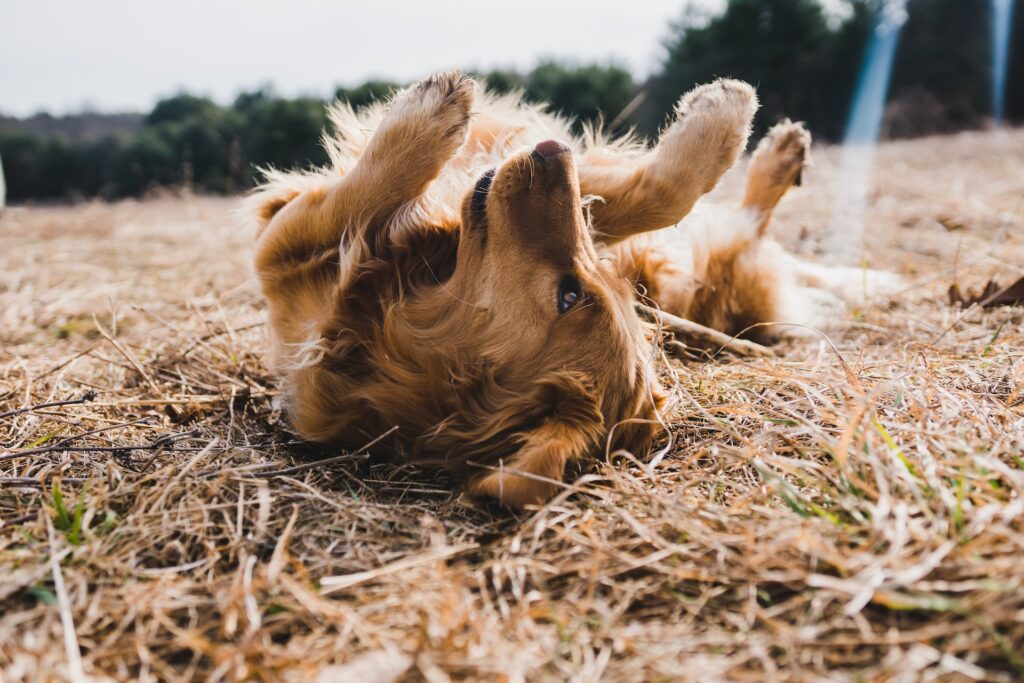 golpe de calor en perros