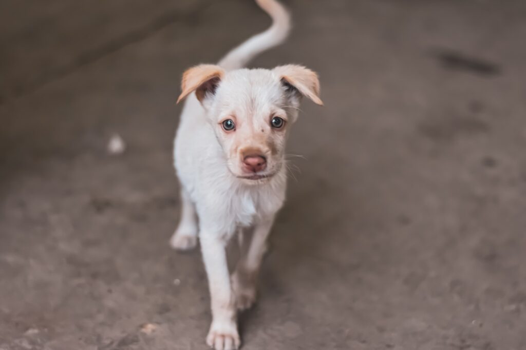 medicamento para sarna en perros