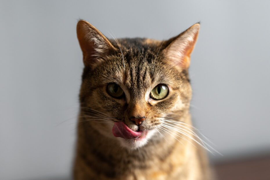 que frutas pueden comer los gatos