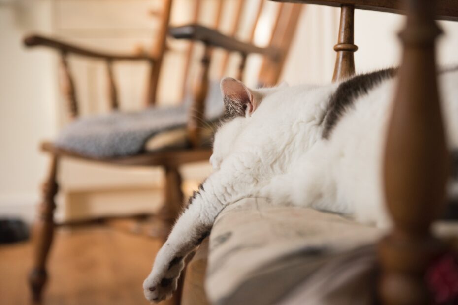 ¿Cómo saber si mi gato está teniendo problemas para comer?