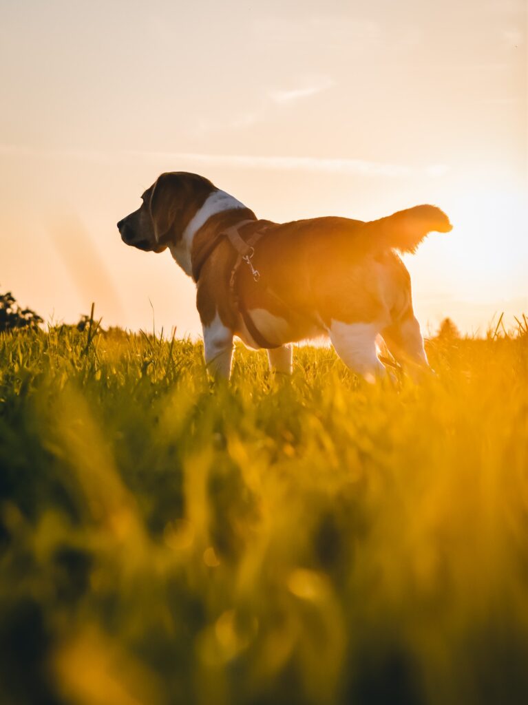 alimento para perros heces sin olor