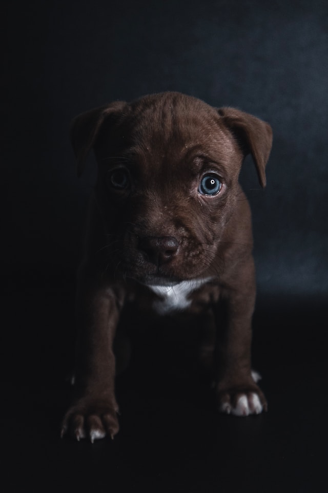 perro pitbull blue cachorro