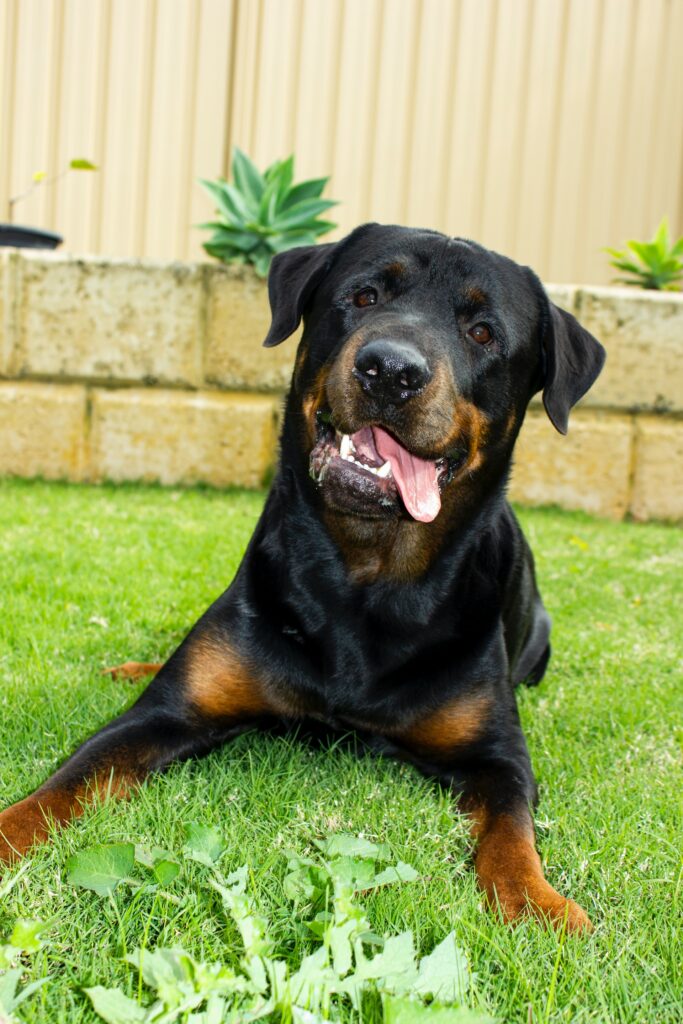 croquetas para rottweiler