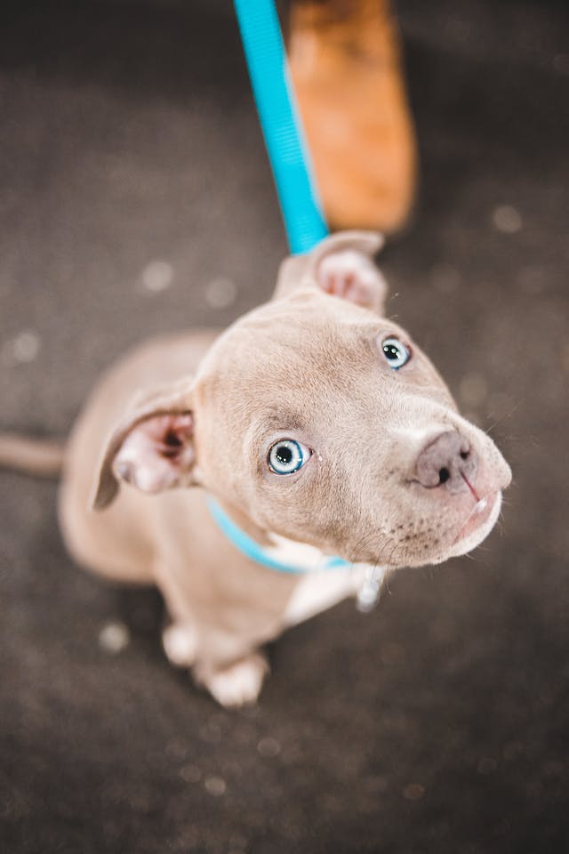 perros pitbull blue cachorros