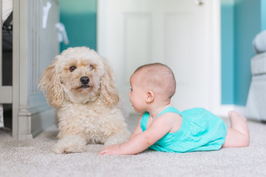 Cómo preparar a su perro para la llegada de un bebé