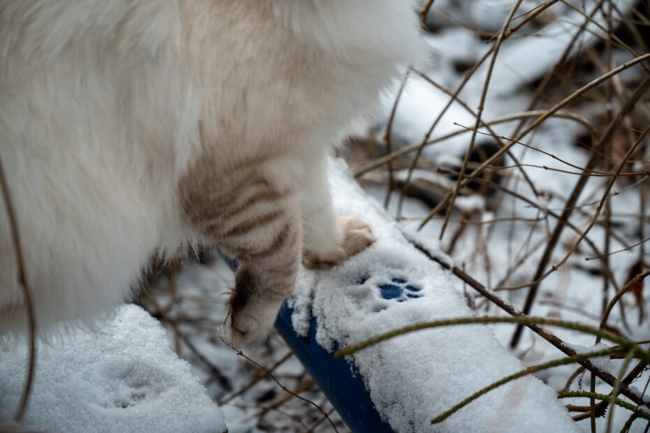 huellas de gato