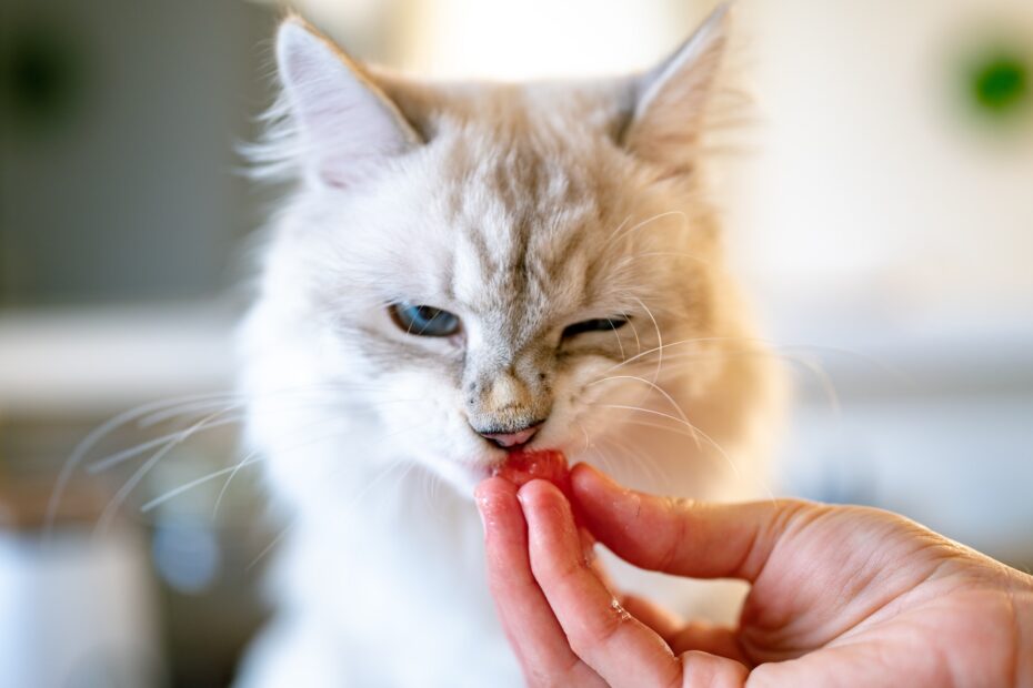 Obesidad en Gatos