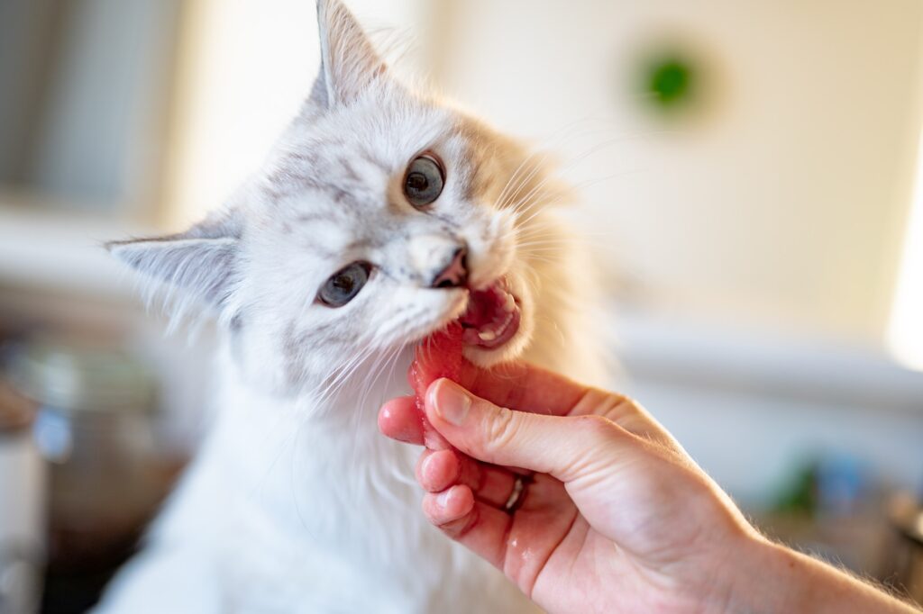 los gatos pueden comer camarones
