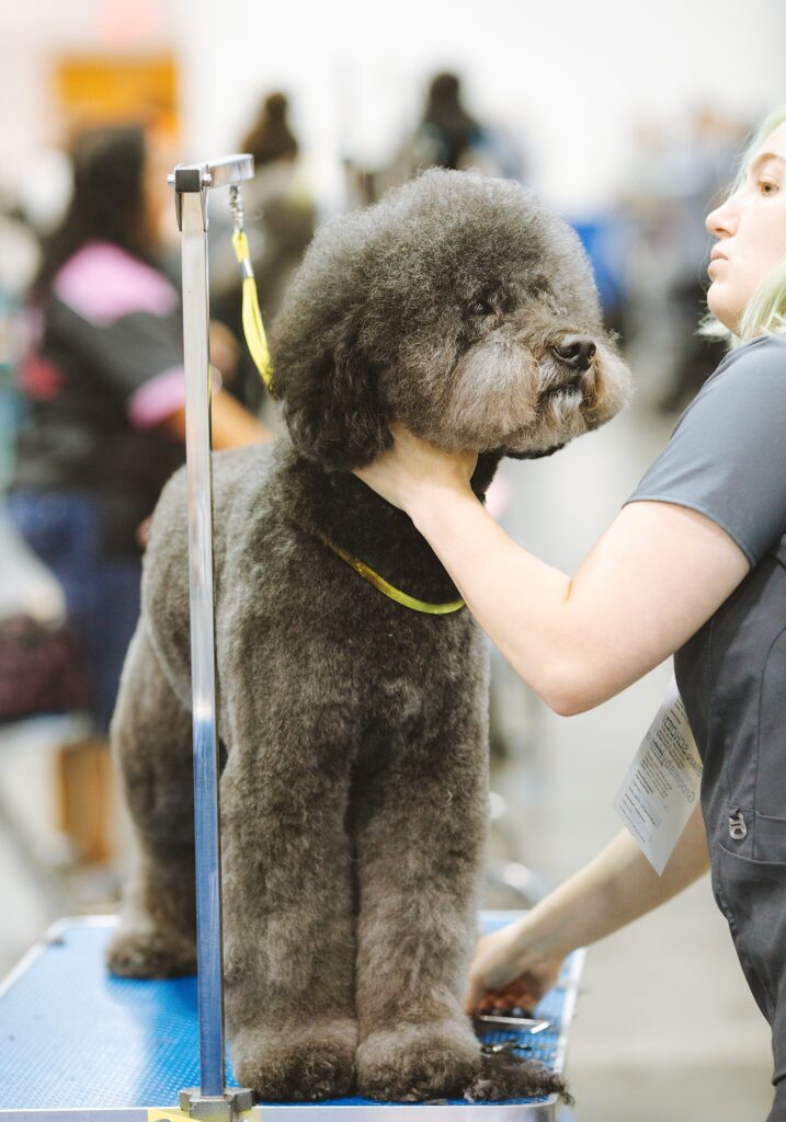 pelo de poodle