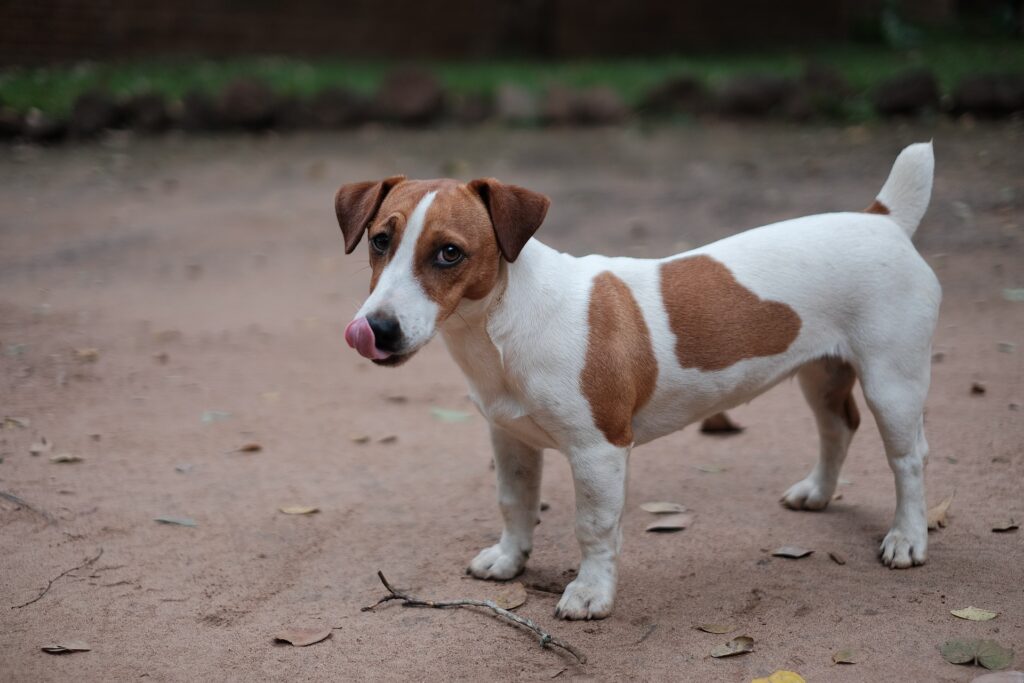 jack russell terrier