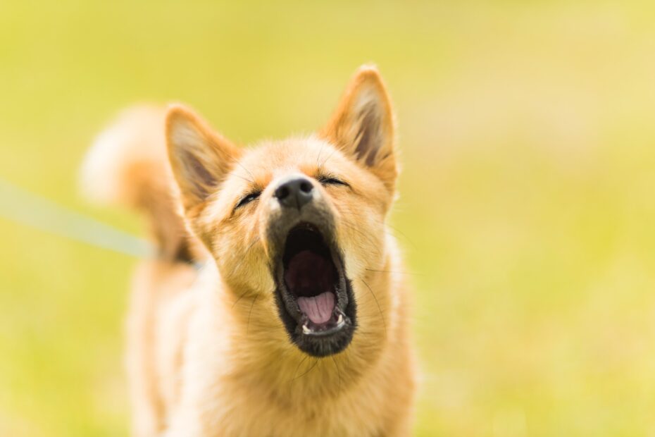 Cómo enseñar a su perro a ladrar