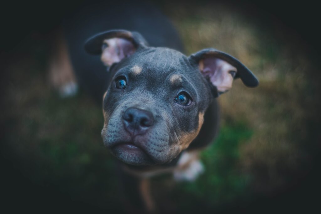 doberman cachorro