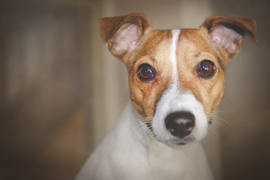 jack russell terrier