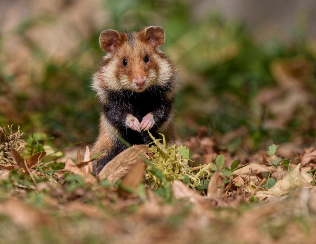 los hamster invernan