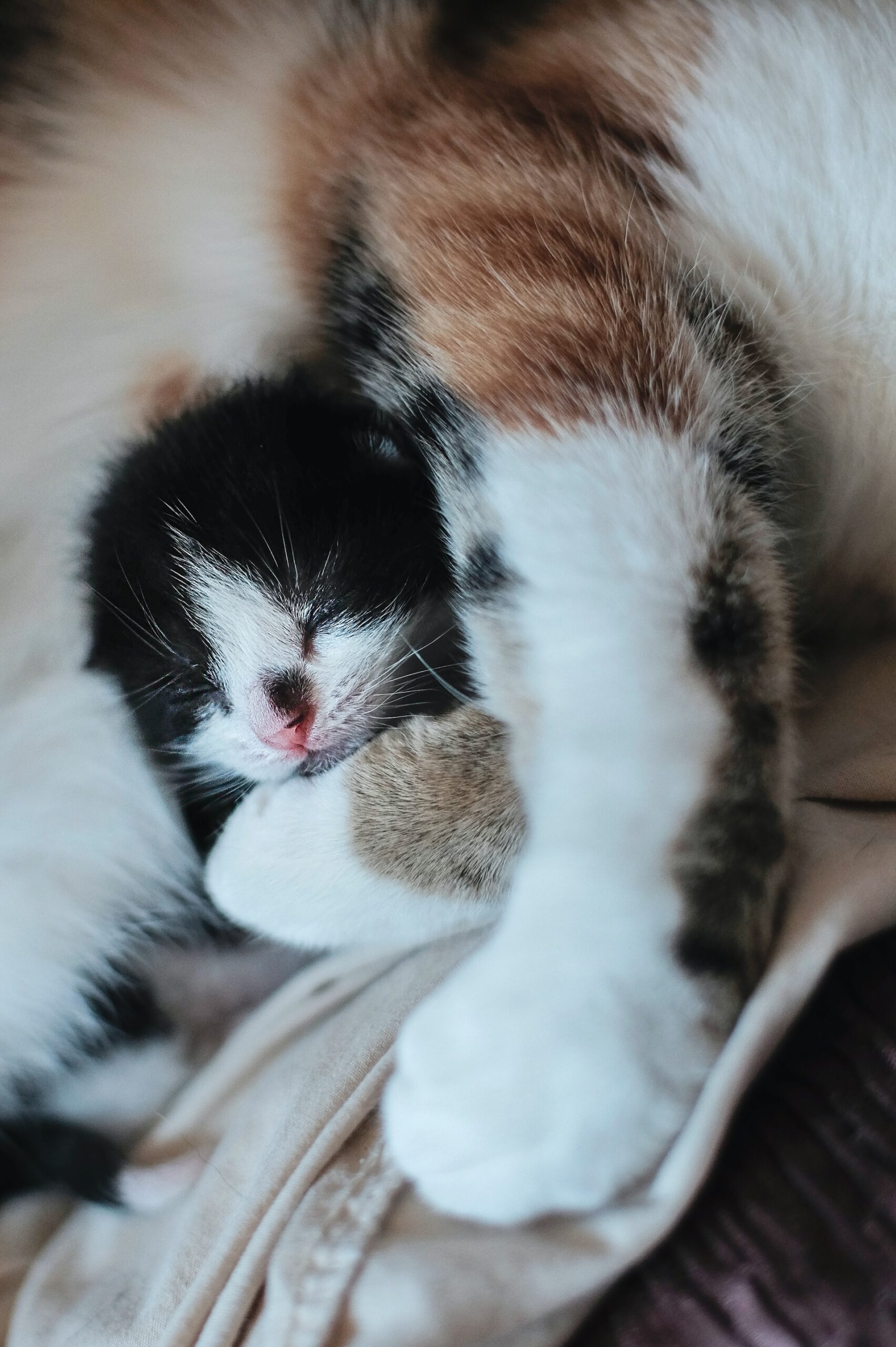 como nacen los gatos respuesta para niños