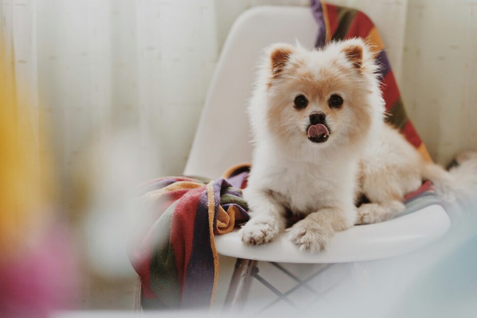 shampoo cuidado especial para pomerania