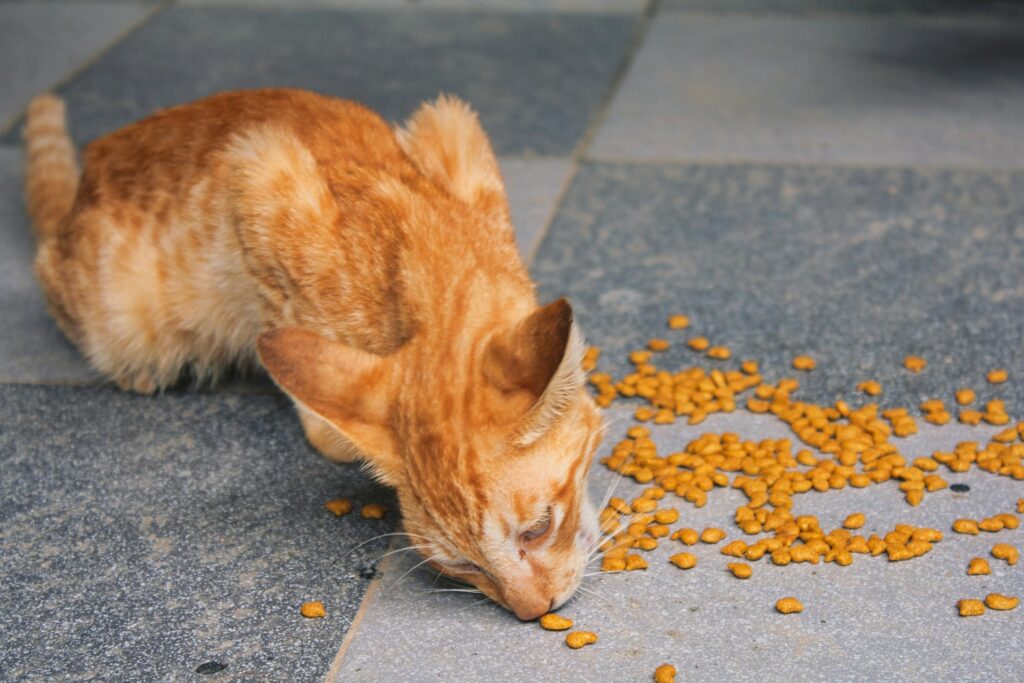Alimentación Especializada para Gatos con Necesidades Específicas