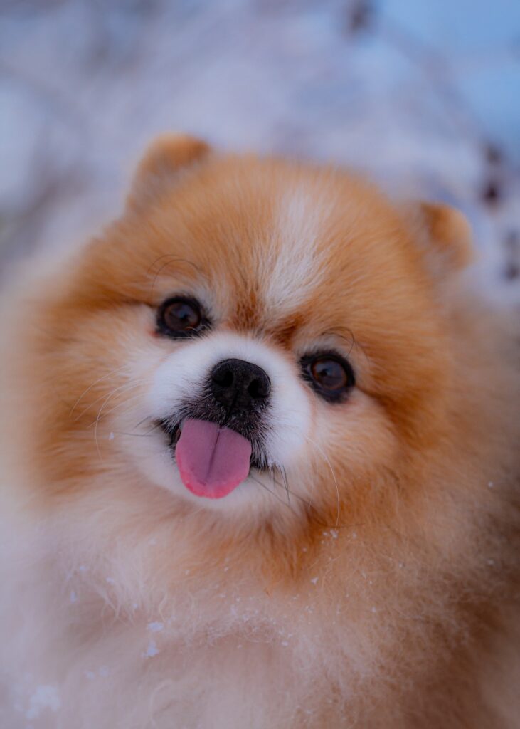 shampoo cuidado especial para pomerania