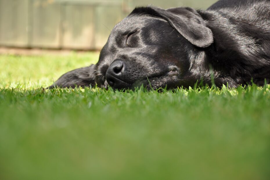 golpe de calor en perros