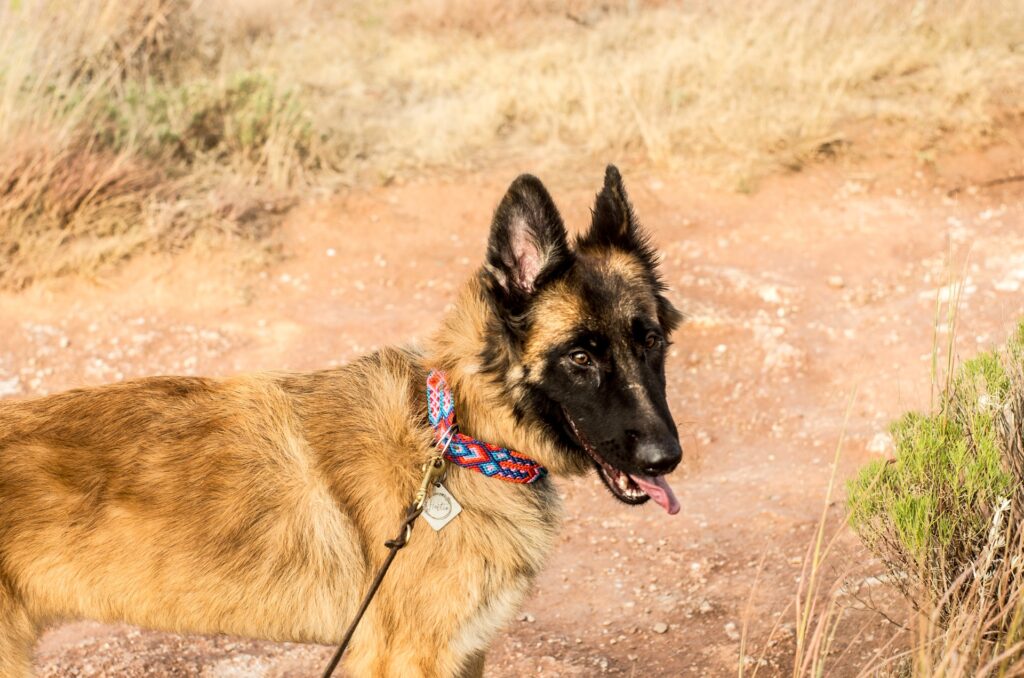 perro pastor belga cachorro