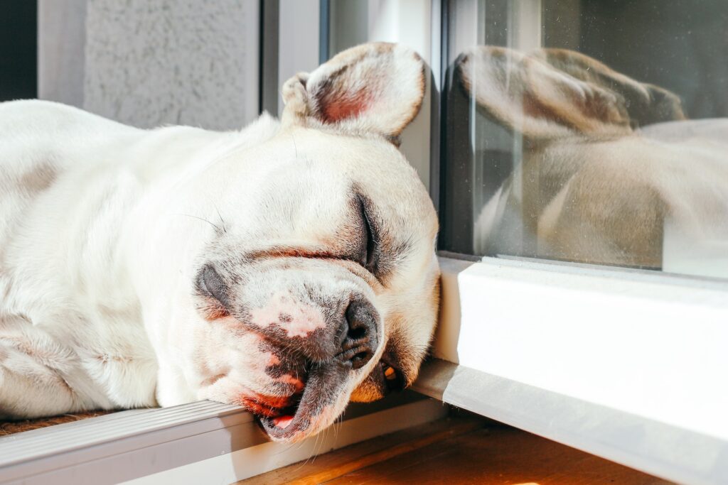 golpe de calor en perros