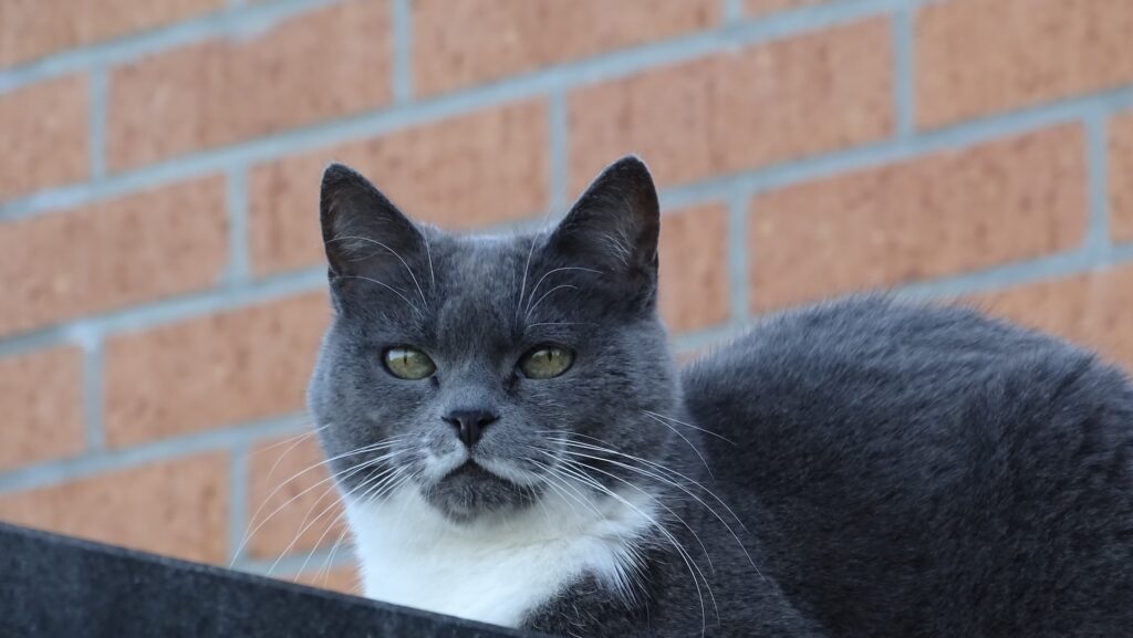 cuanto vive un gato