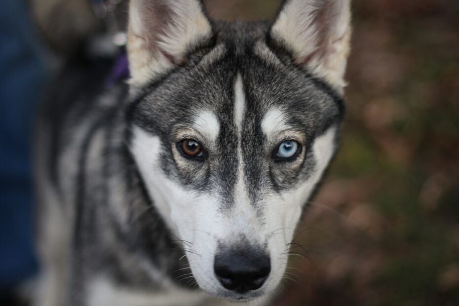 husky siberiano colores