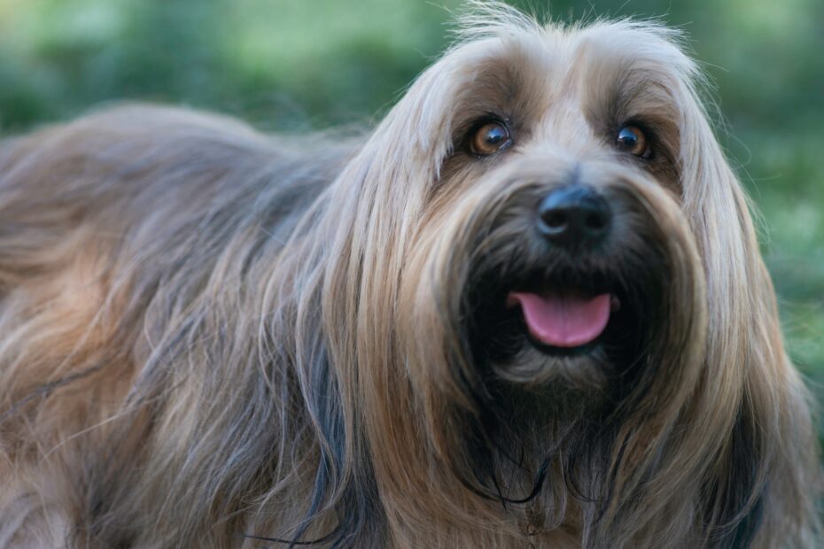 perros con pelo largo