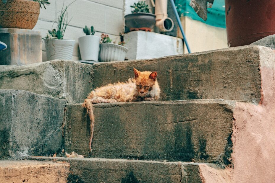 sarna en gatos