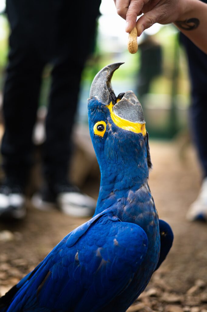 Qué comen los pericos