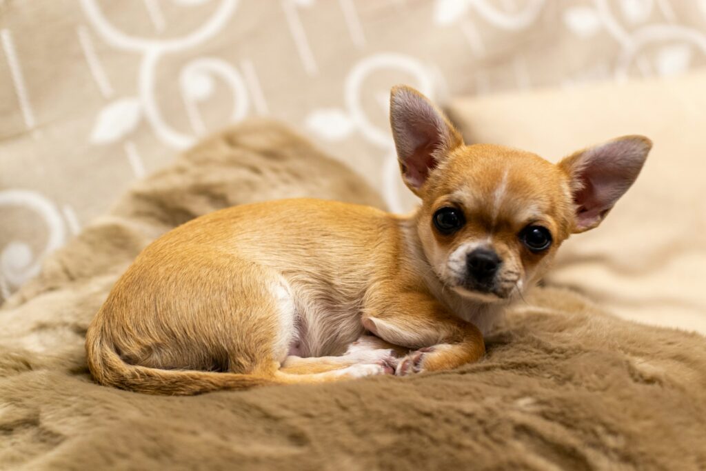 comida saludable para perros chihuahua