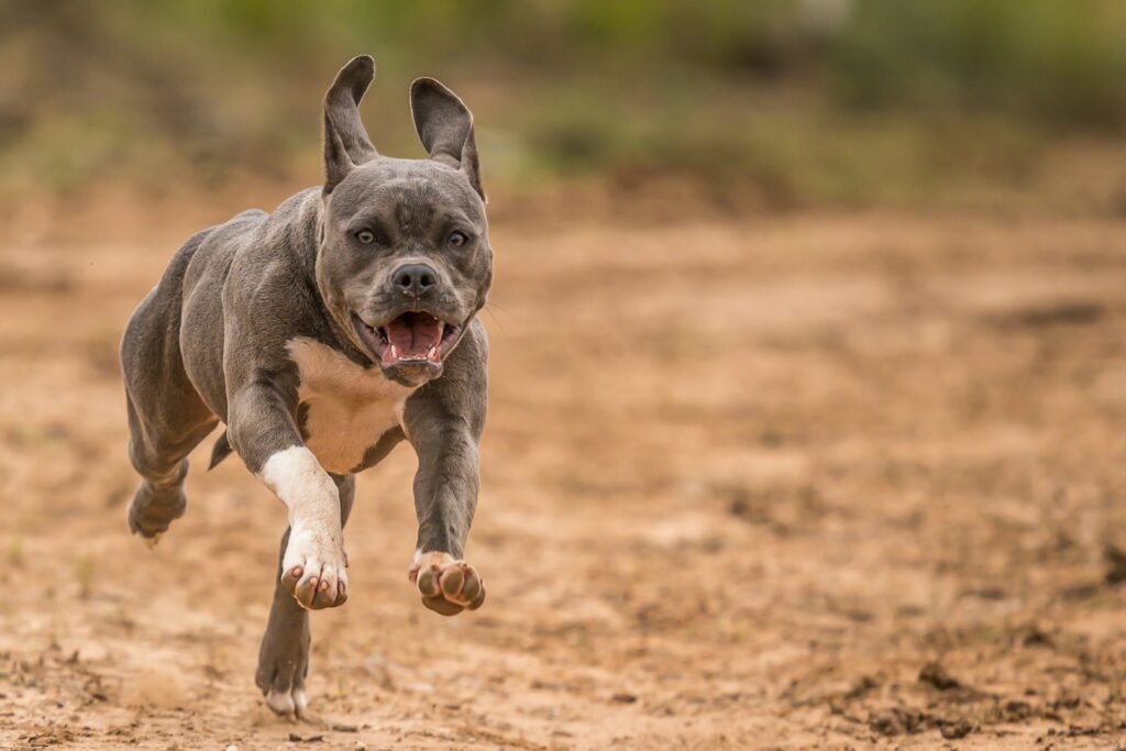 comida para pitbull