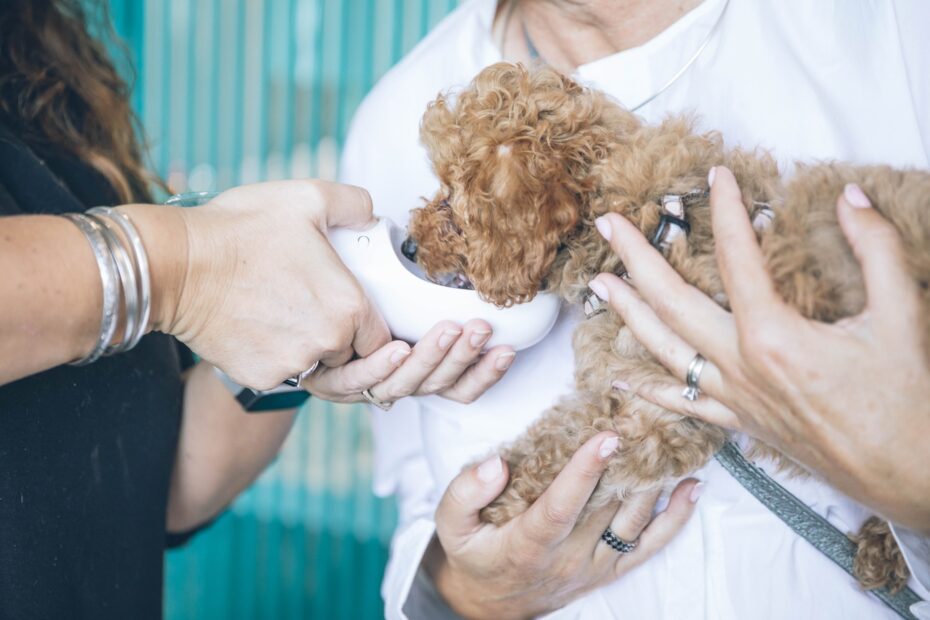 Cada cuándo se desparasita un perro