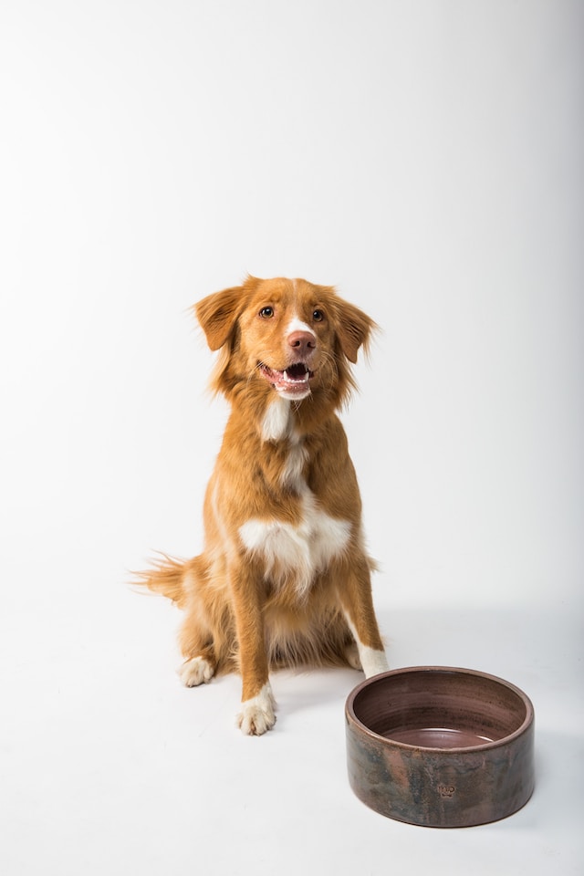 carne molida para perros