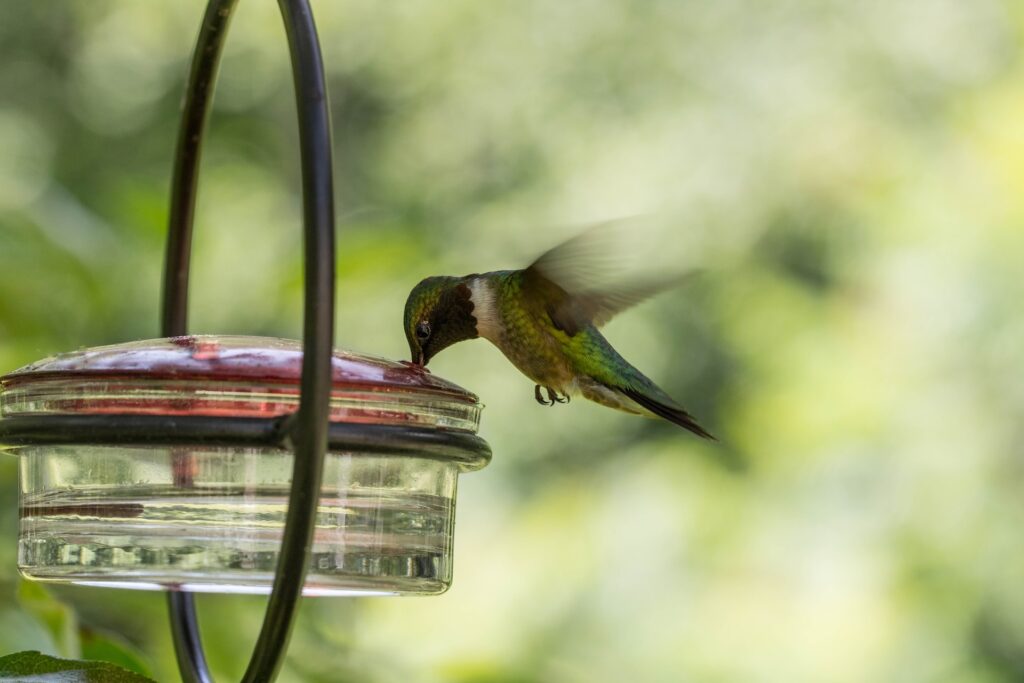 bebedero para colibri