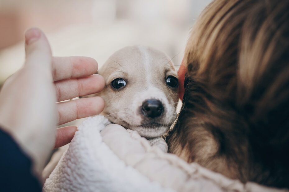 Dieta blanda para perros con diarrea