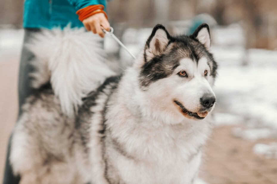 husky siberiano precio