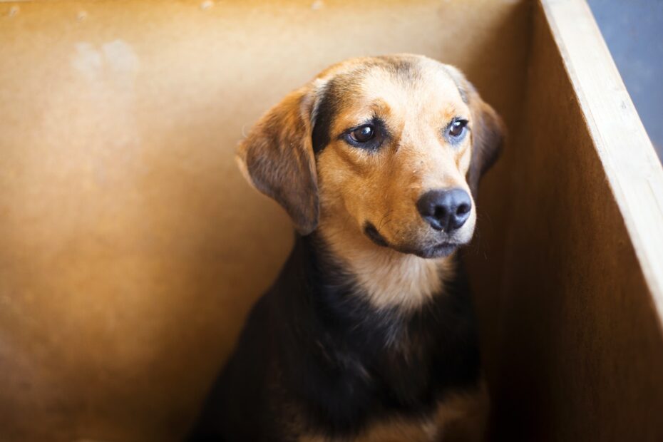 Adolescencia en perros