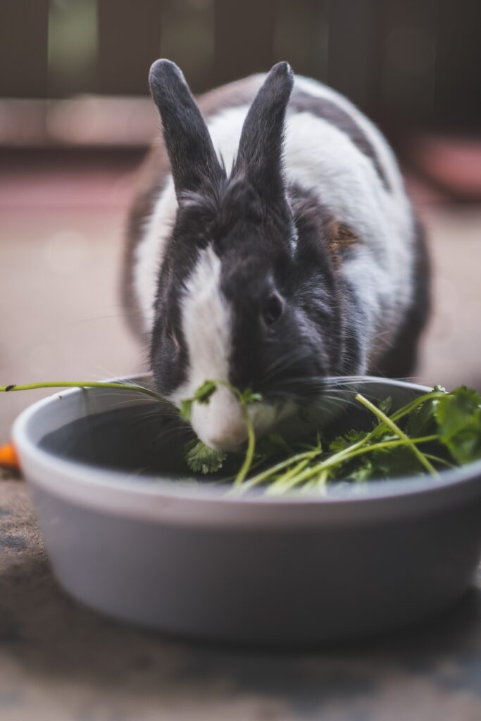 Los conejos pueden comer pepino