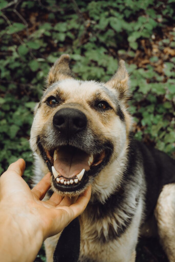 pasta de dientes para perros