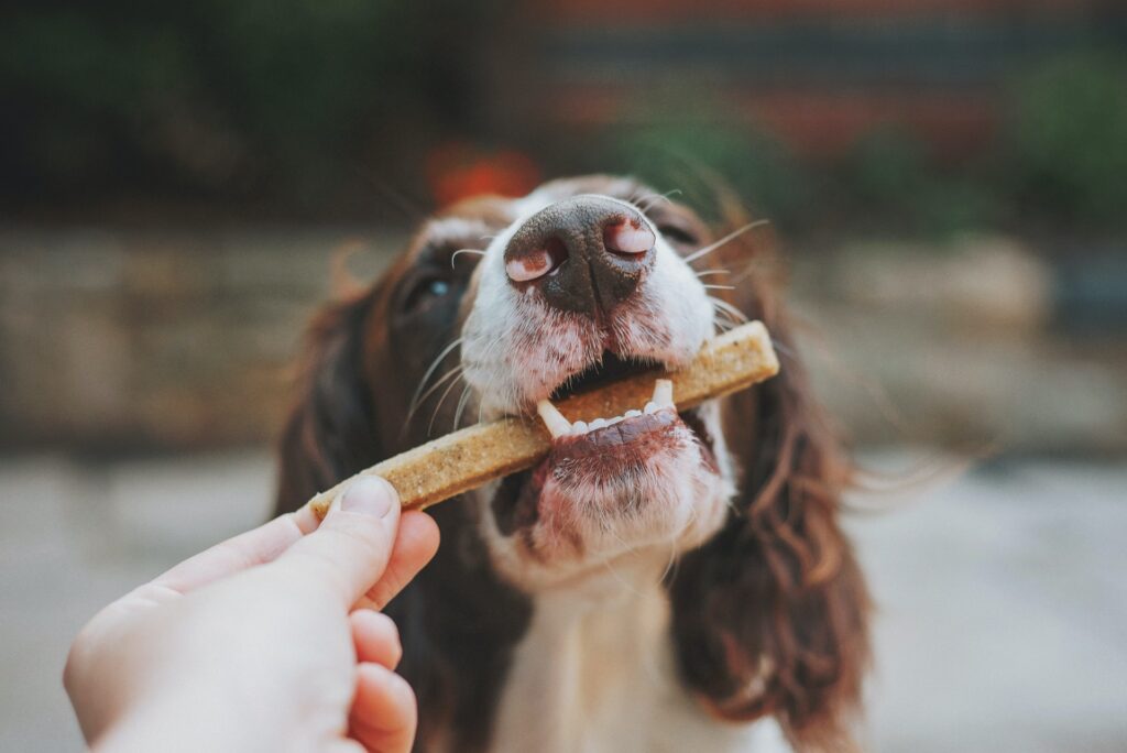  galletas para perros