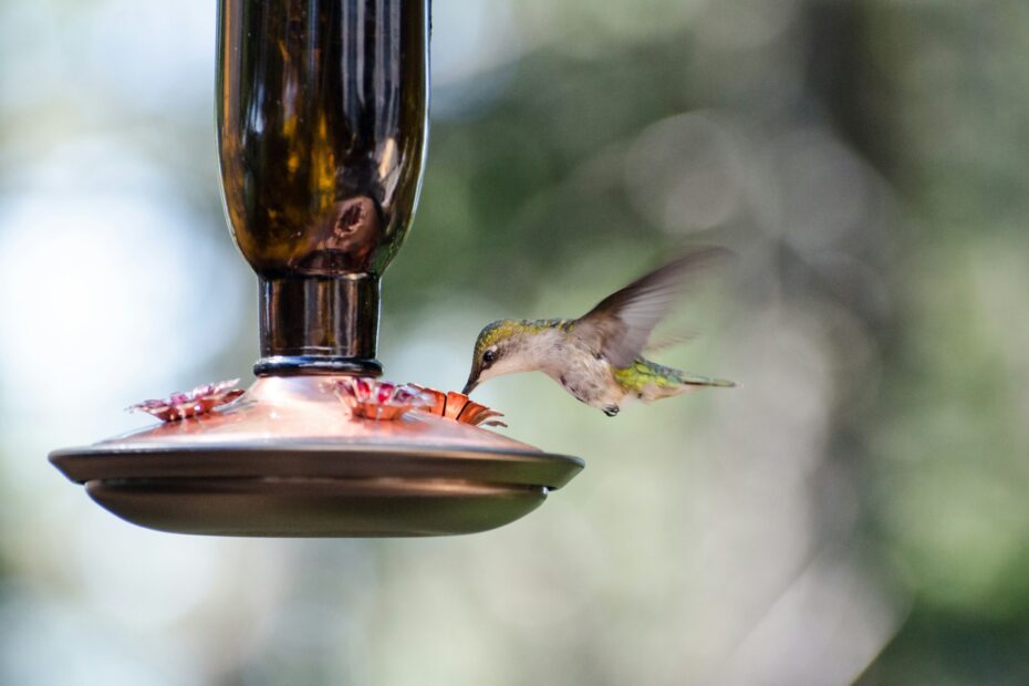 bebedero para colibri