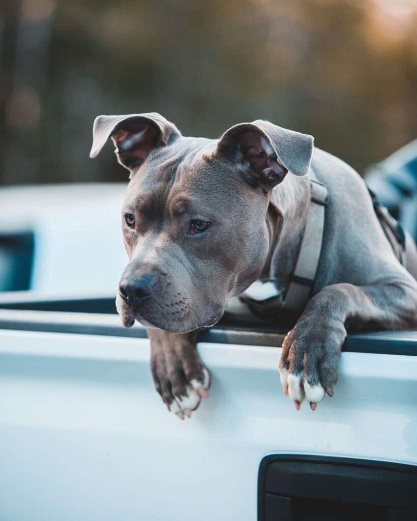 american bully